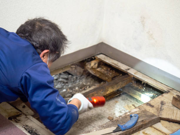 Best Attic Mold Removal  in Lake Hiawatha, NJ