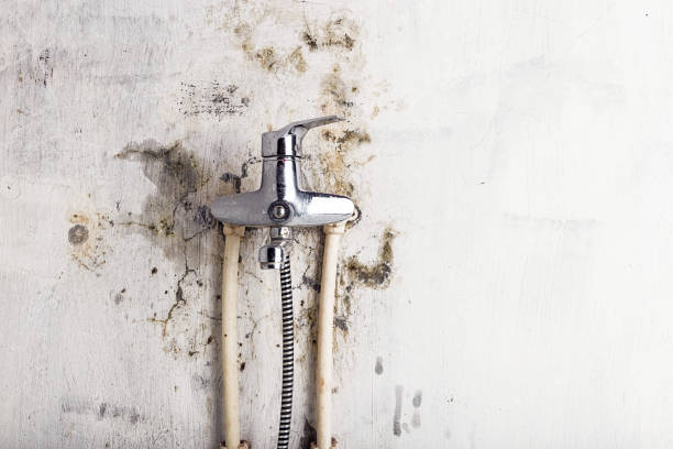 Best Fast Mold Removal  in Lake Hiawatha, NJ