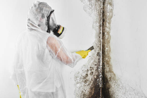 Professional Mold Removal in Lake Hiawatha, NJ