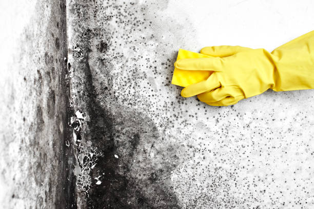 Best Mold Removal Specialists  in Lake Hiawatha, NJ