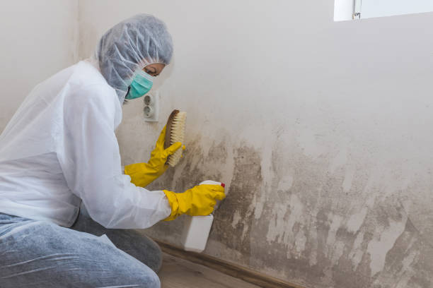 Best Toxic Mold Removal  in Lake Hiawatha, NJ