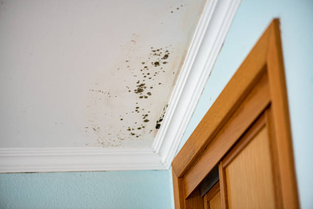 Best Crawl Space Mold Removal  in Lake Hiawatha, NJ