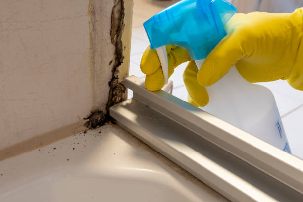 Best Black Mold Removal  in Lake Hiawatha, NJ