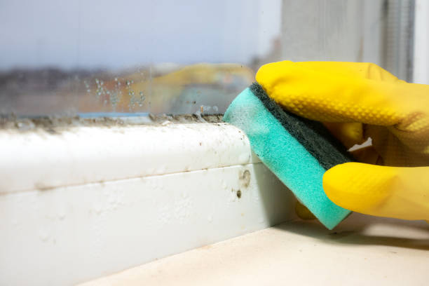 Mold Testing and Removal in Lake Hiawatha, NJ